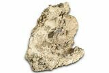 Cretaceous Ammonite (Mammites) Fossil with Brachiopods - Morocco #334944-2